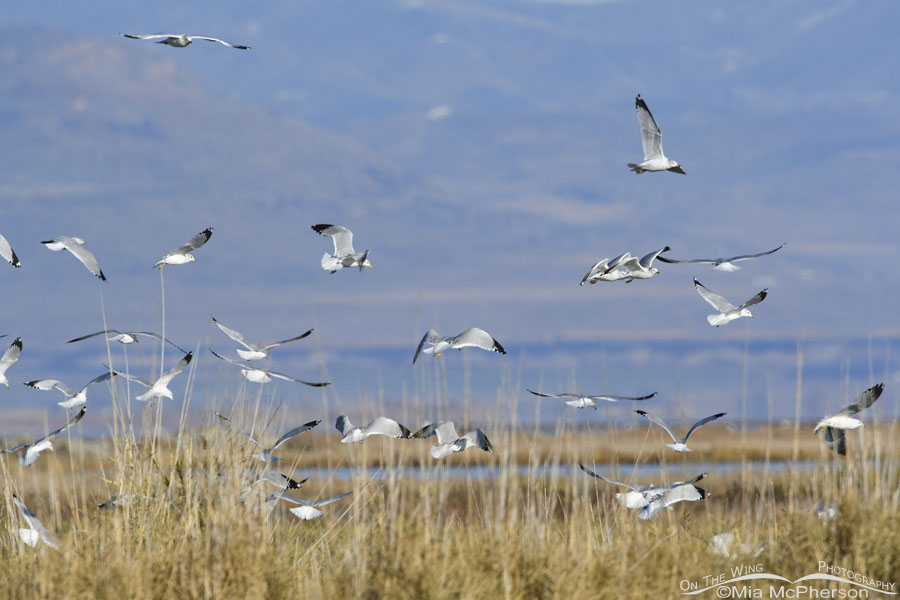 Ring-billed Gulls in a feeding frenzy, Bear River Migratory Bird Refuge, Box Elder County, Utah