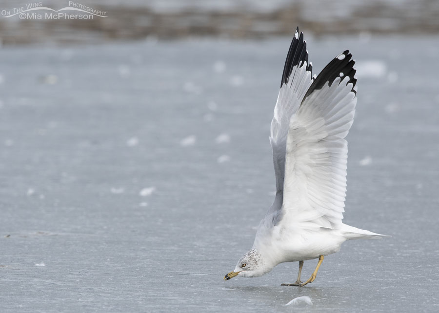 Stretching Ring-billed Gull on ice, Salt Lake County, Utah