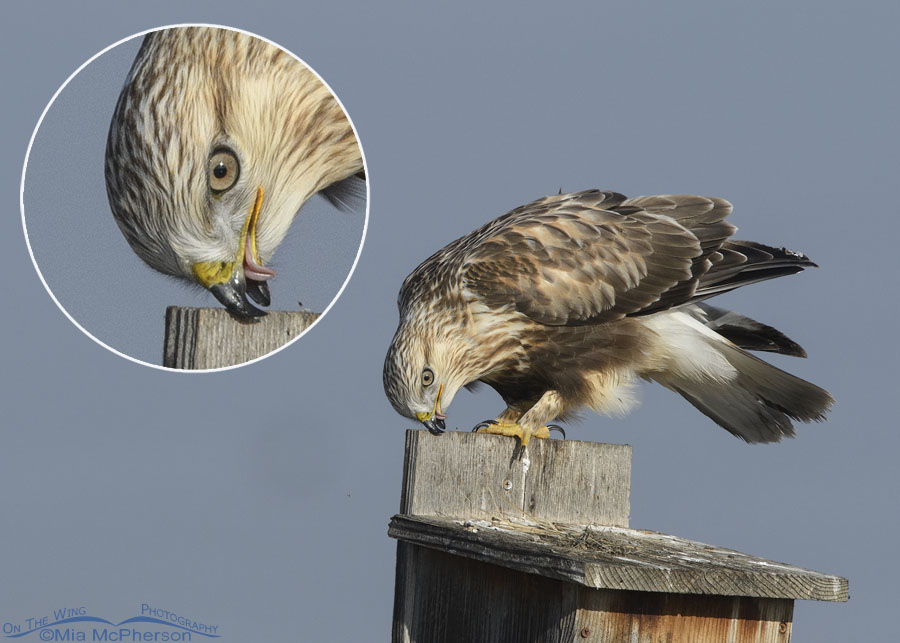 Immature Rough-legged Hawk feaking with inset showing the tongue, Farmington Bay WMA, Davis County, Utah