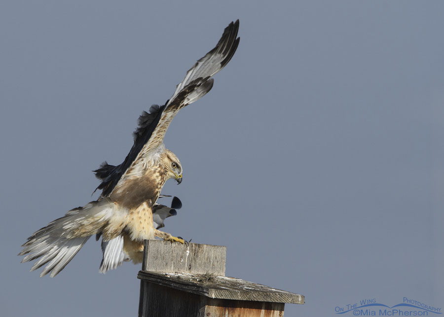 Light morph immature Rough-legged Hawk landing with prey, Farmington Bay WMA, Davis County, Utah