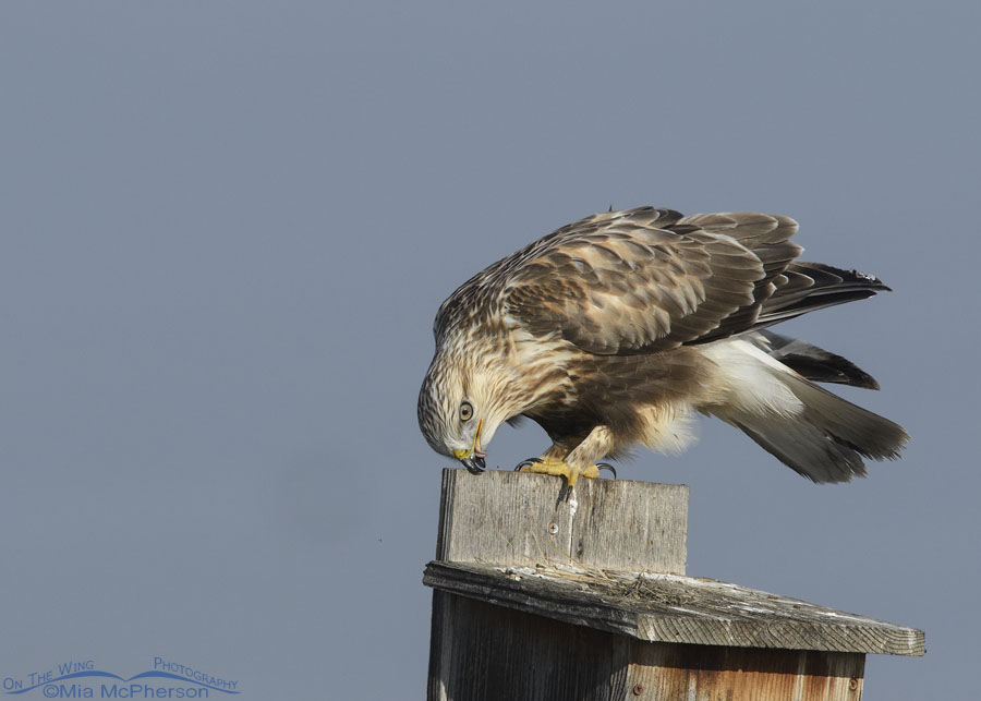 Immature Rough-legged Hawk feaking, Farmington Bay WMA, Davis County, Utah