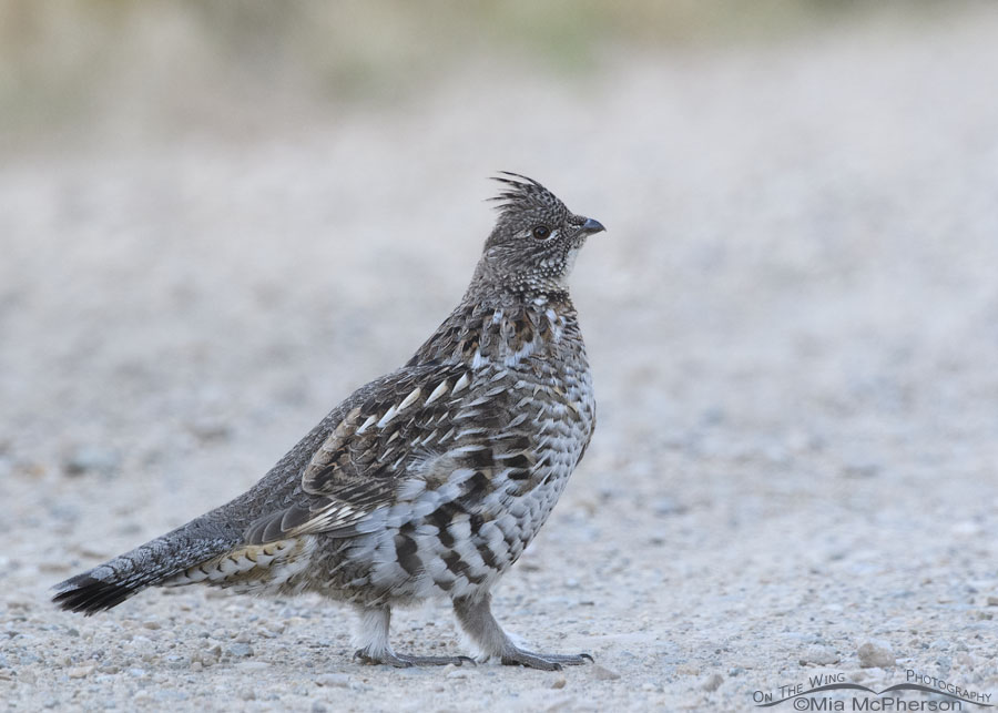 Ruffed Grouse on a dirt road, Wasatch Mountains, Morgan County, Utah