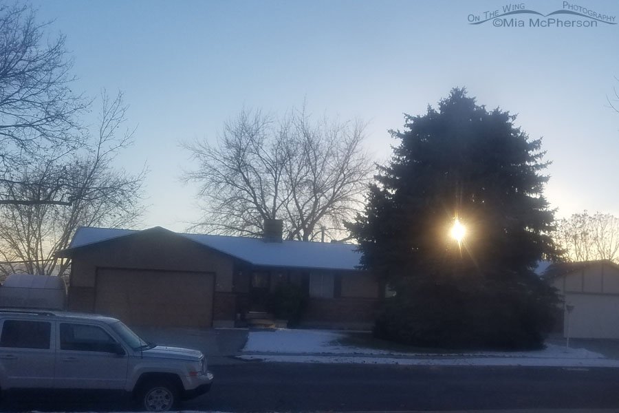 The sunset glowing through a spruce tree, Salt Lake County, Utah