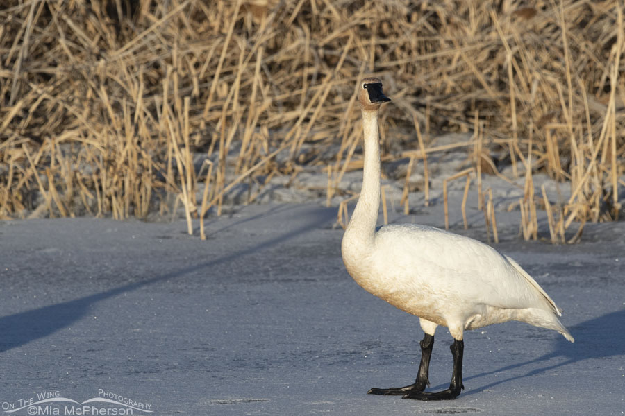 Trumpeter Swan on ice, Bear River Migratory Bird Refuge, Box Elder County, Utah