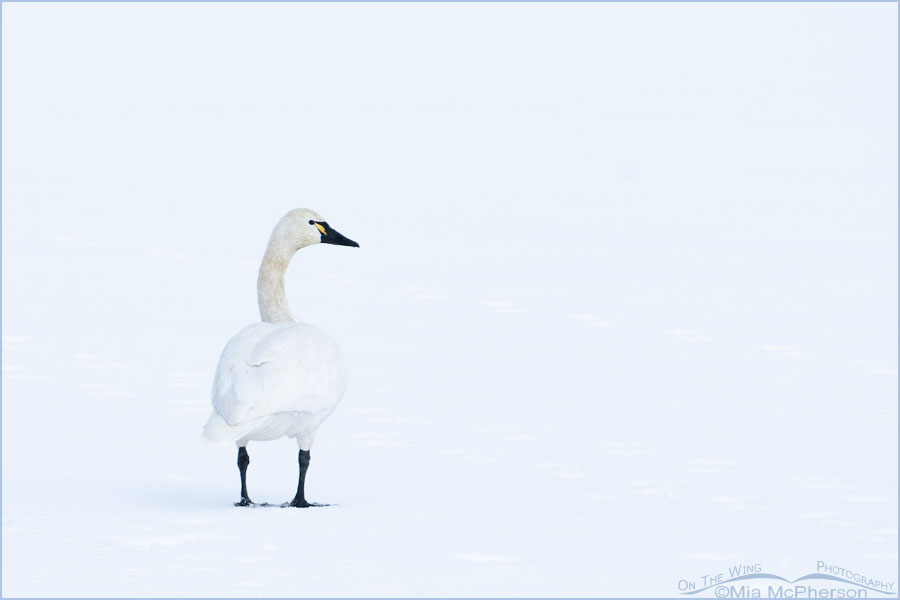 Tundra Swan in a winter whiteout, Antelope Island State Park, Davis County, Utah