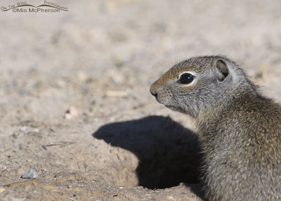Baby Uinta Ground Squirrel and shadow, Wasatch Mountains, Summit County, Utah
