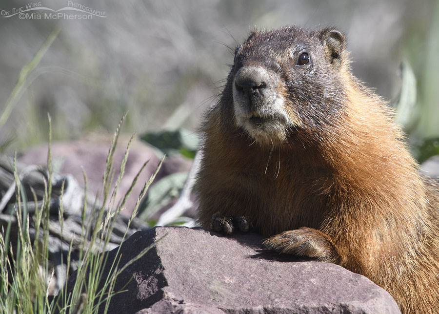Adult Yellow-bellied Marmot in the High Uintas, Uinta Mountains, Uinta National Forest, Summit County, Utah