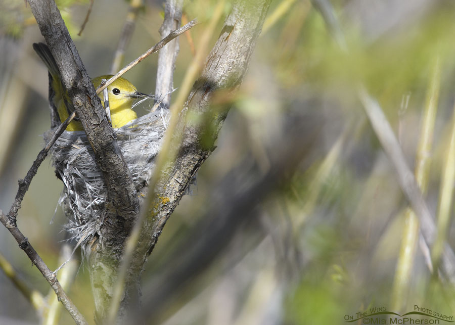 Yellow Warbler female building her nest, Wasatch Mountains, Summit County, Utah