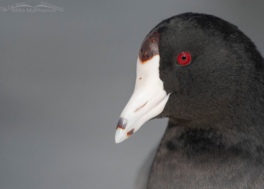 Close American Coot, Salt Lake County, Utah
