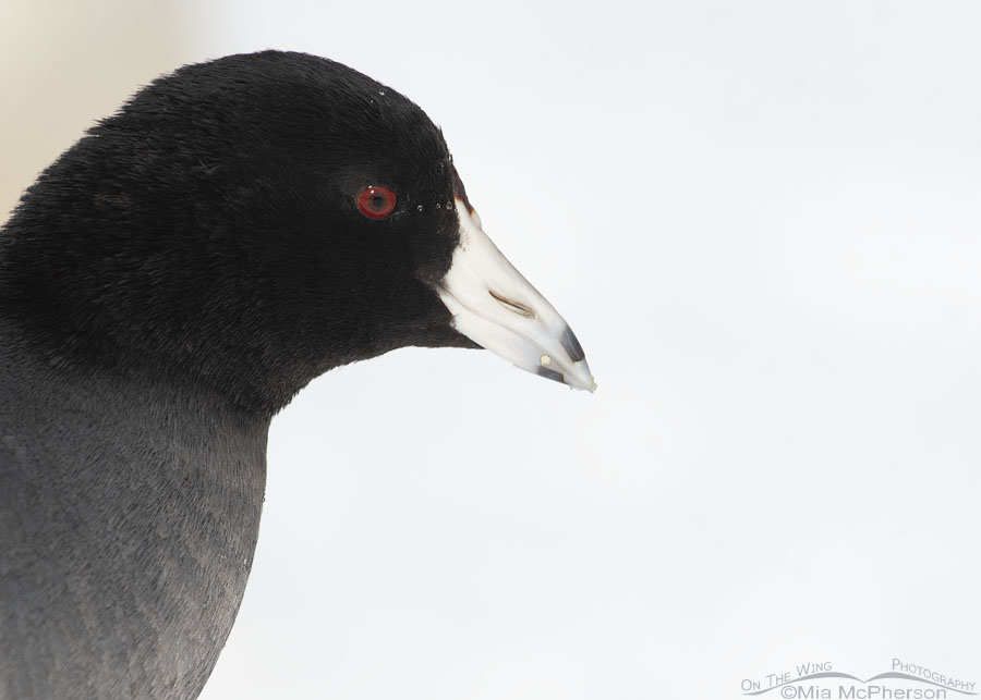 American Coot with snowy background, Salt Lake County, Utah