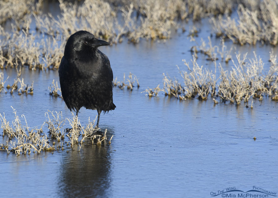 American Crow on ice, Farmington Bay WMA, Davis County, Utah