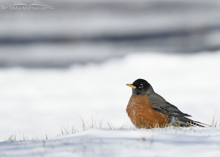 American Robin resting in snow, Salt Lake County, Utah