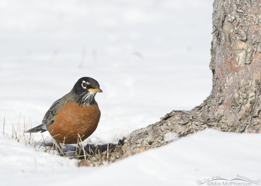 Adult American Robin in winter, Salt Lake County, Utah