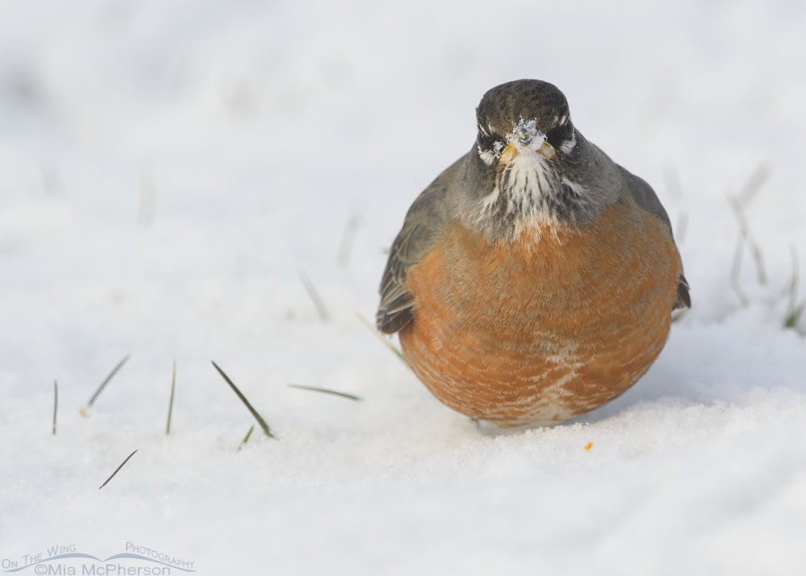 American Robin borb in the snow, Salt Lake County, Utah