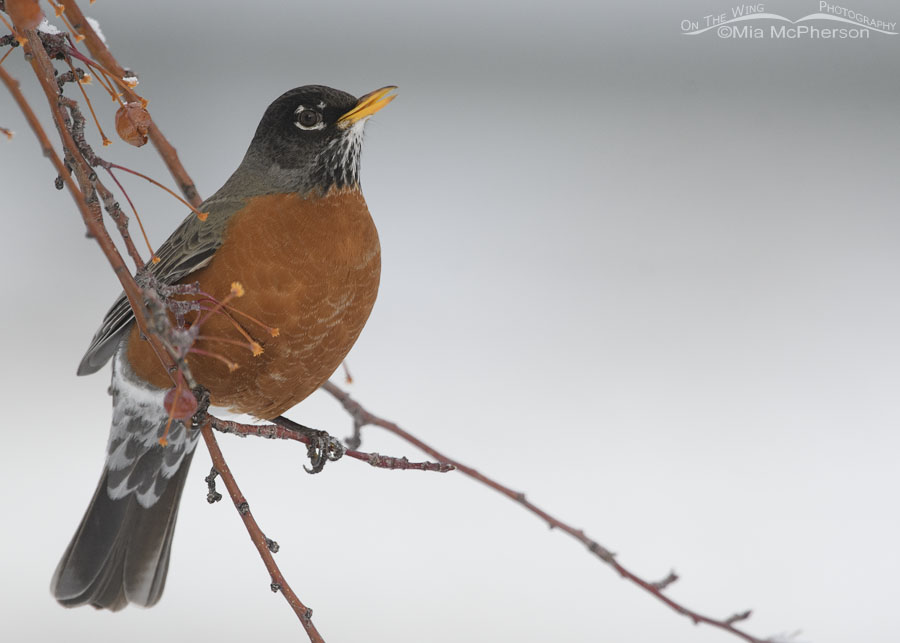 Winter American Robin In A Crabapple - On The Wing Photography