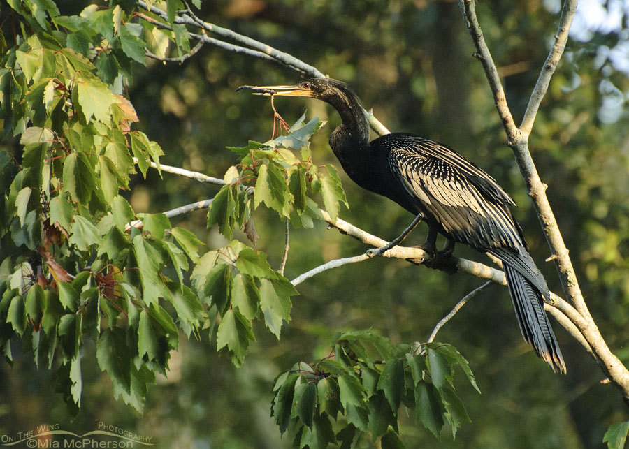 Male Anhinga with nesting material, Sawgrass Lake Park, Pinellas County, Florida
