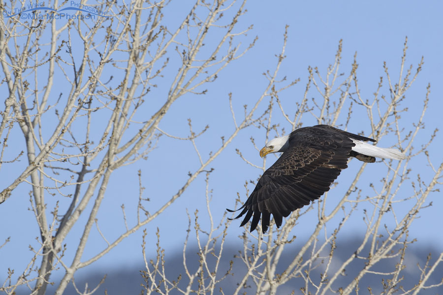 Neighborhood Bald Eagle in flight, Salt Lake County, Utah