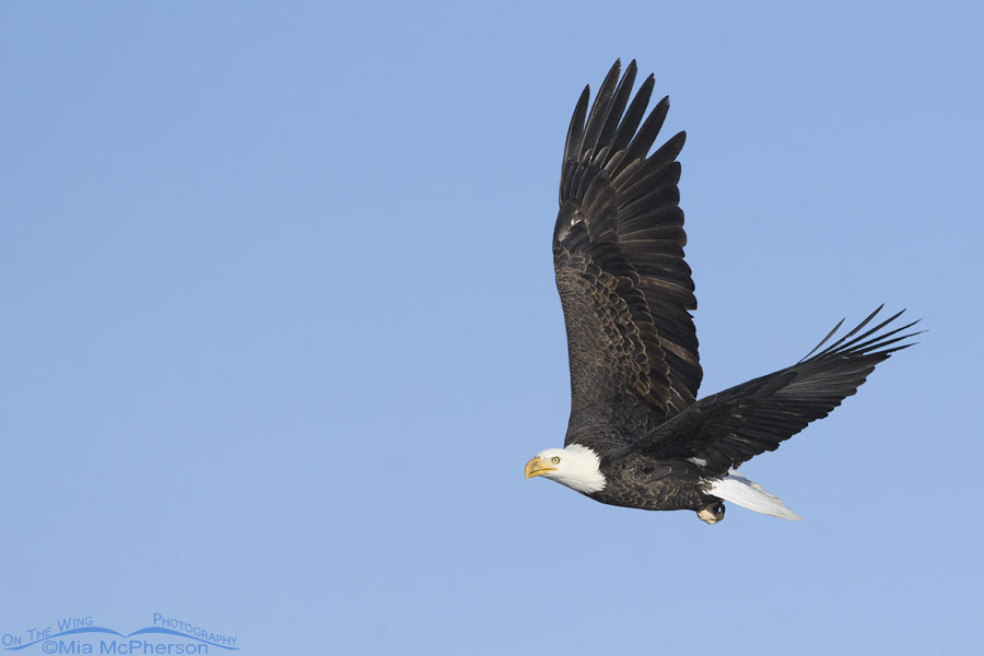 Bald Eagle flying over my neighborhood, Salt Lake County, Utah