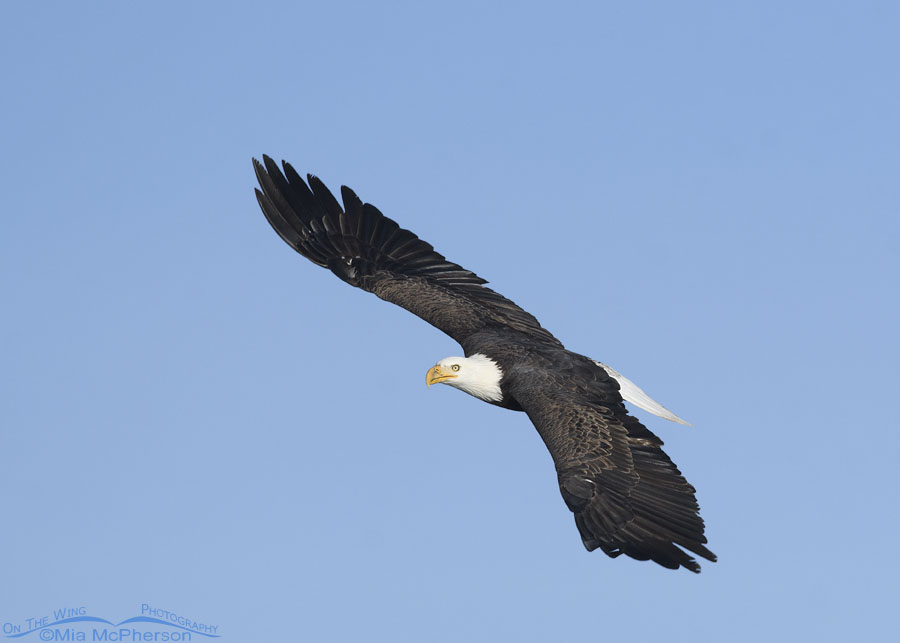 Neighborhood adult Bald Eagle in flight, Salt Lake County, Utah