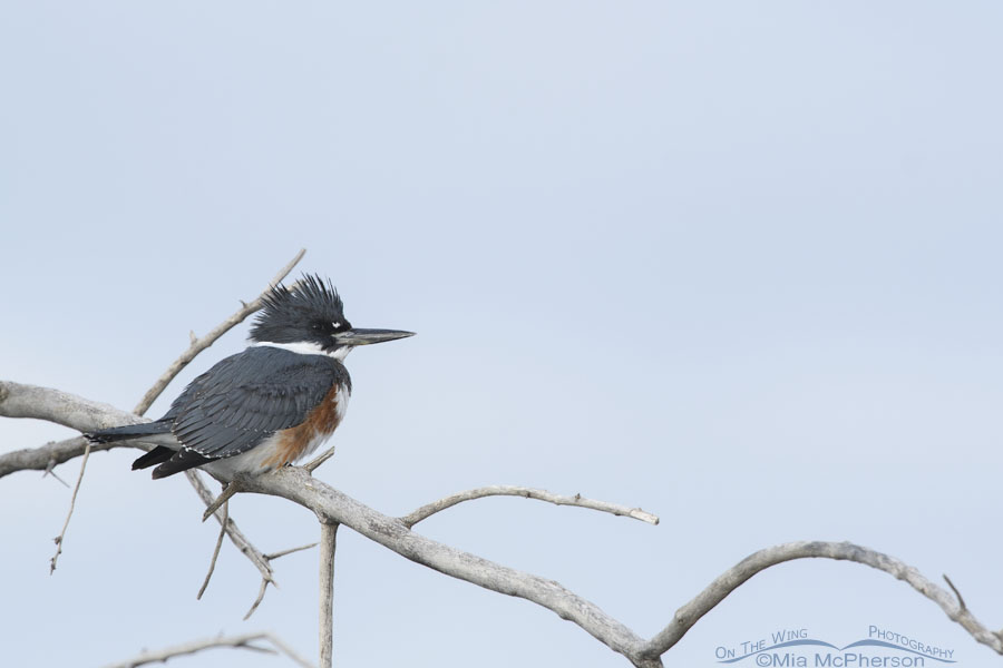 Female Belted Kingfisher in low light conditions, Farmington Bay WMA, Davis County, Utah