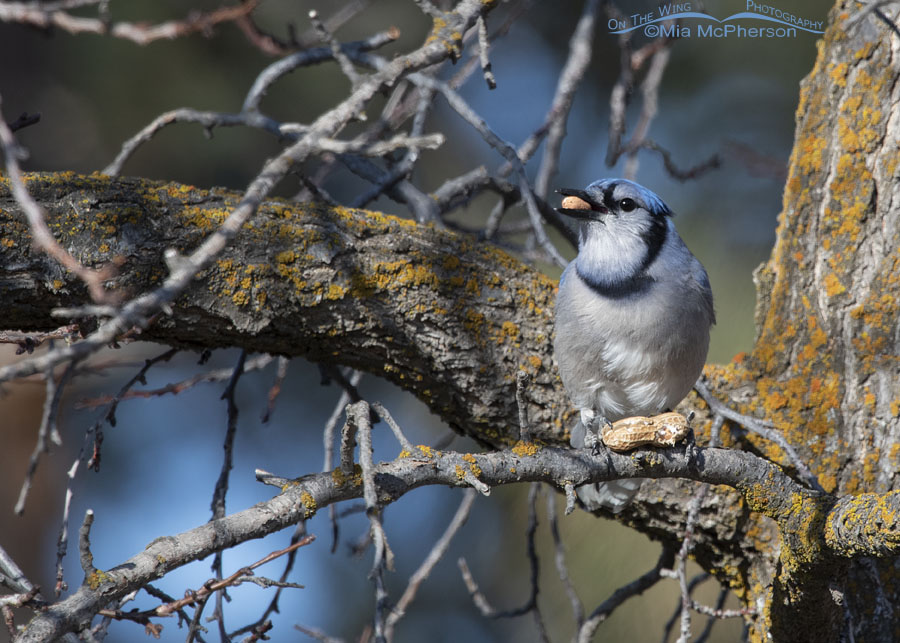 Blue Jay Images
