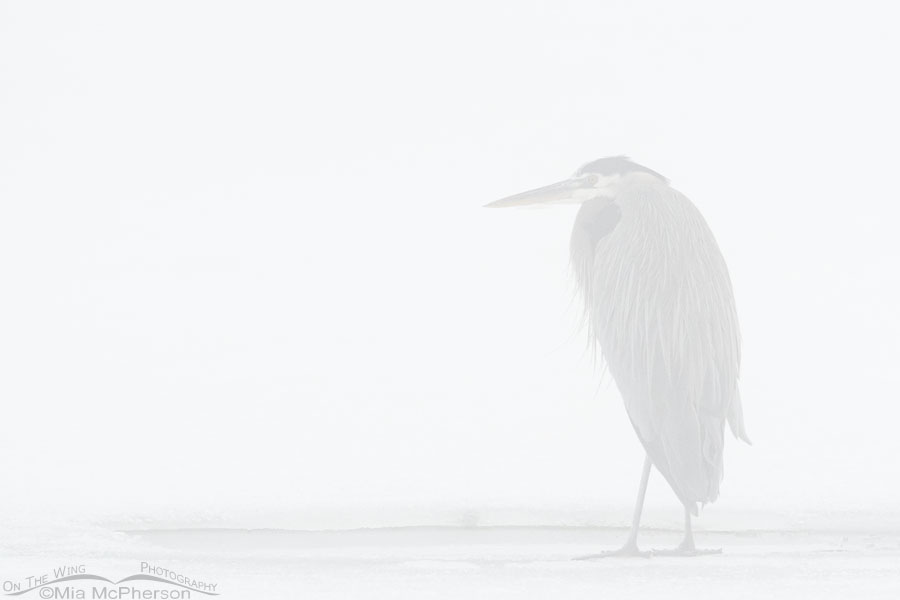 Great Blue Heron in dense fog, Bear River Migratory Bird Refuge, Box Elder County, Utah