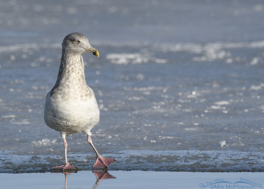 Immature Herring Gull testing the ice, Bear River Migratory Bird Refuge, Box Elder County, Utah