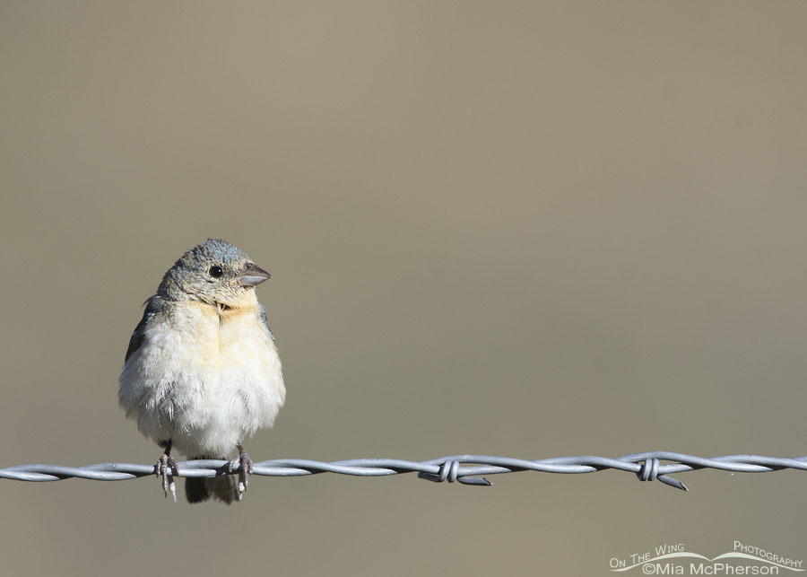 Lazuli Bunting on a fence, Wasatch Mountains, Morgan County, Utah