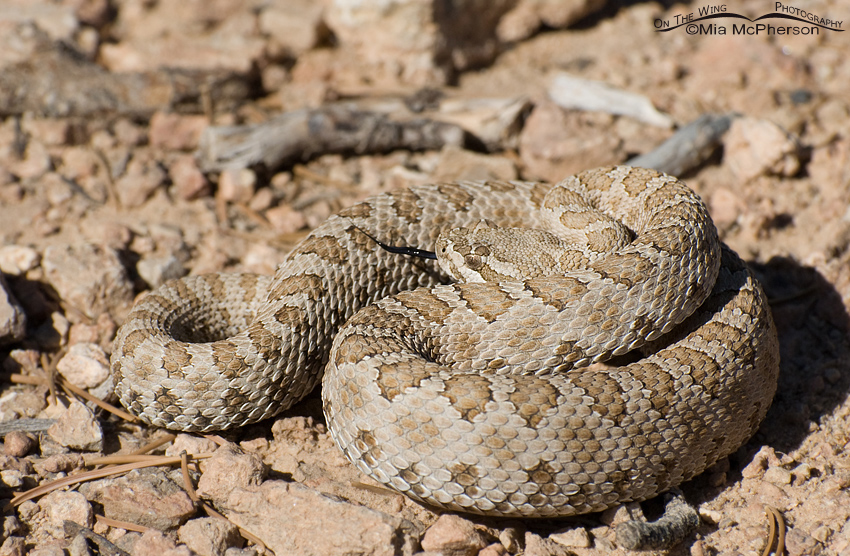 Midget Faded Rattlesnake,The Wedge, San Rafael Swell, Emery County, Utah