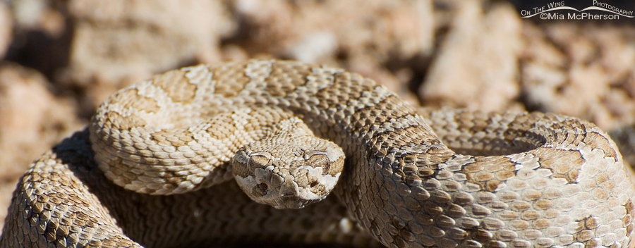 Midget Faded Rattlesnake headshot, The Wedge, San Rafael Swell, Emery County, Utah