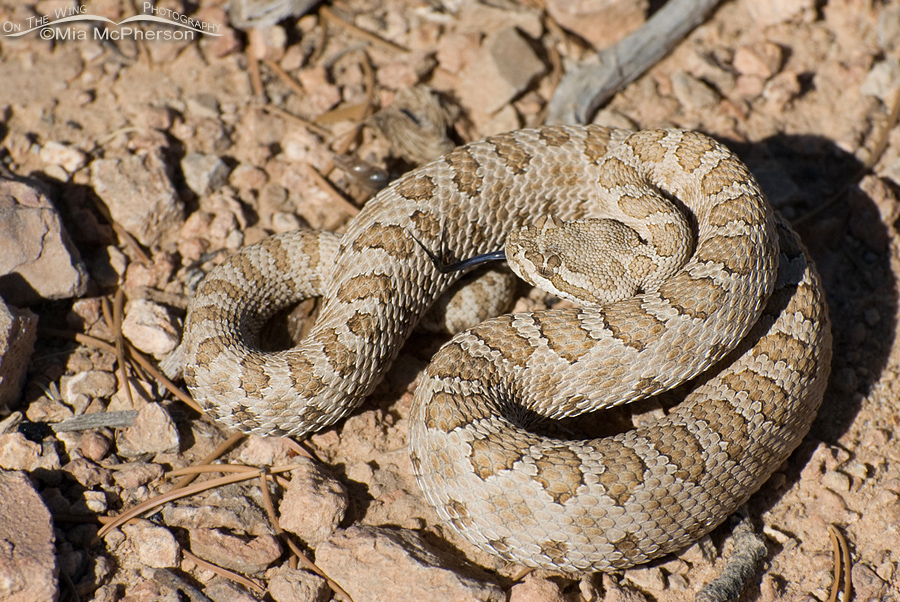 Midget Faded Rattlesnake Images