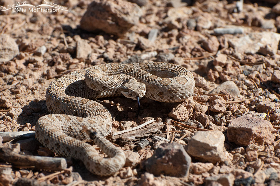 Midget Faded Rattlesnake at The Wedge, San Rafael Swell, Emery County, Utah