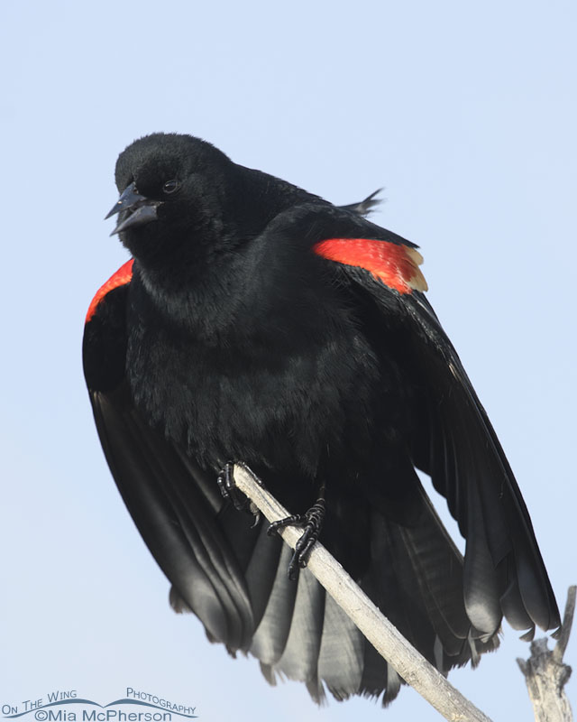 Male Red-winged Blackbird displaying in January, Farmington Bay WMA, Davis County, Utah