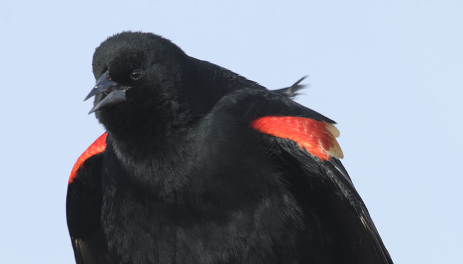 Male Red-winged Blackbird displaying in January, Farmington Bay WMA, Davis County, Utah