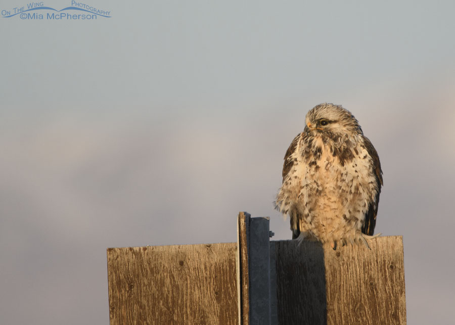 Rough-legged Hawk on a cold January morning, Bear River Migratory Bird Refuge, Box Elder County, Utah