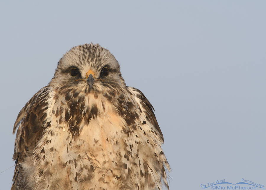 Male Rough-legged Hawk staredown, Bear River Migratory Bird Refuge, Box Elder County, Utah