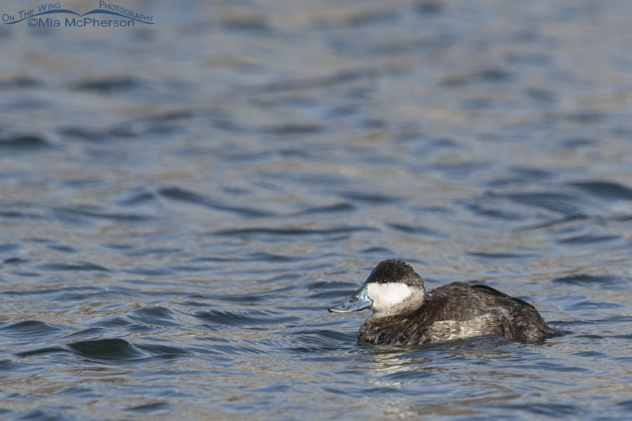 Urban Ruddy Duck drake, Salt Lake County, Utah