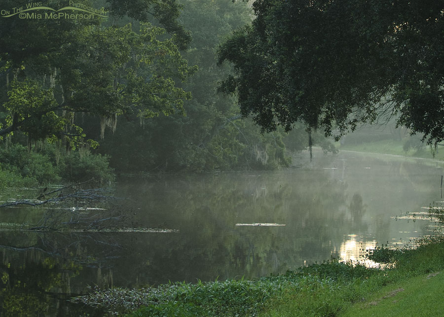 Misty summer morning at Sawgrass Lake Park, Pinellas County, Florida
