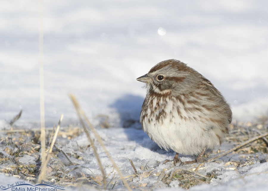Puffy Song Sparrow in the snow, Farmington Bay WMA, Davis County, Utah