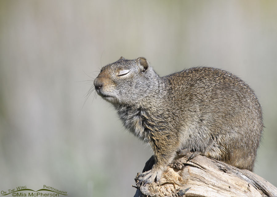 https://www.onthewingphotography.com/wings/wp-content/uploads/2023/01/uinta-ground-squirrel-adult-closed-eyes-mia-mcpherson-5141.jpg