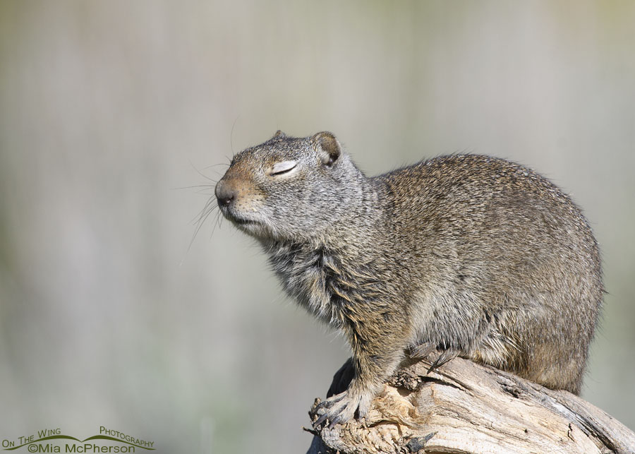 Dozing Uinta Ground Squirrel, Wasatch Mountains, Summit County, Utah