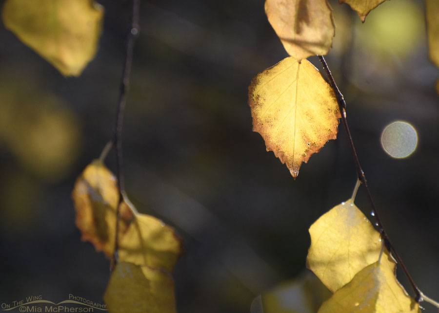 Golden Water Birch leaf and specular highlight, Salt Lake County, Utah