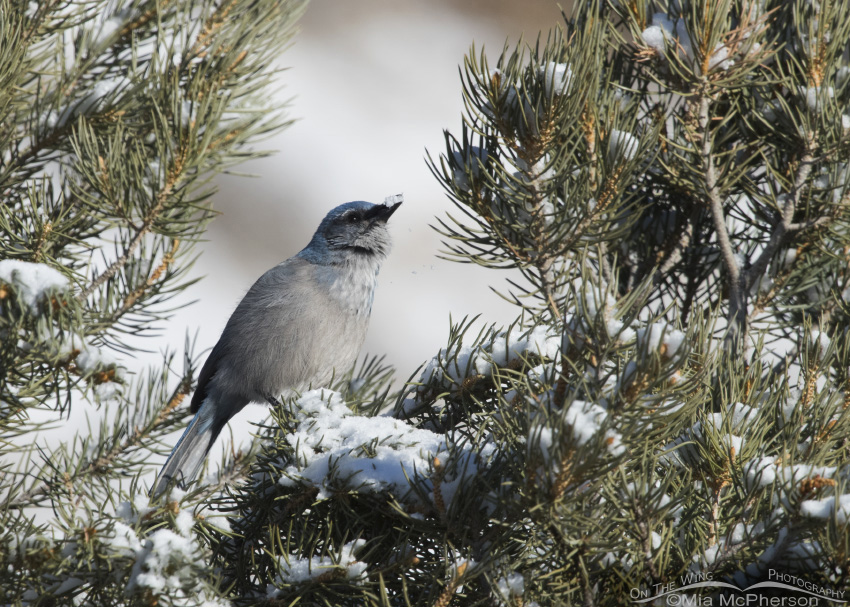 Woodhouse's Scrub-Jay eating snow in Ophir Canyon, Tooele County, Utah