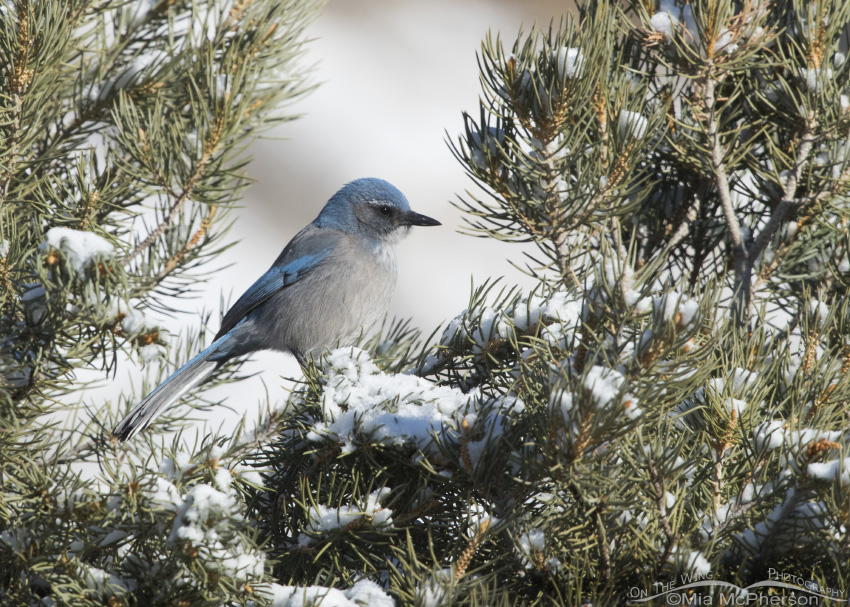 Woodhouse's Scrub-Jay perched on a snow covered Pinyon Pine, Tooele County, Utah