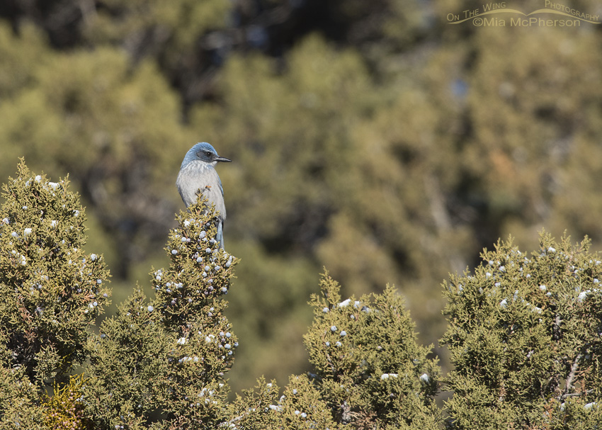 Woodhouse's Scrub-Jay and junipers, Ophir Canyon, Tooele County, Utah