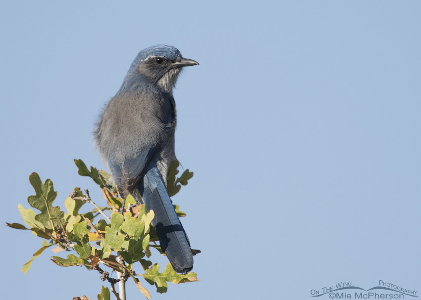 Woodhouse’s Scrub-Jay adult, Cascade Springs, Wasatch National Forest, Wasatch County, Utah