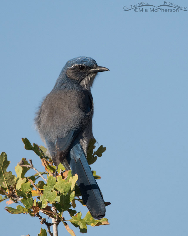 Woodhouse’s Scrub-Jay perched on an oak, Cascade Springs, Wasatch National Forest, Wasatch County, Utah
