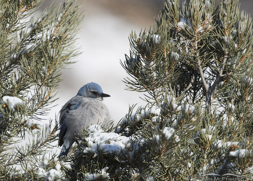 Fluffed up Woodhouse's Scrub-Jay on a winter day, Ophir Canyon, Tooele County, Utah
