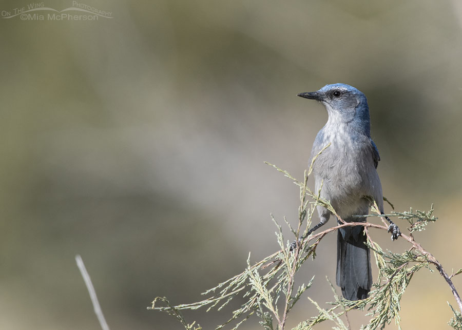 Woodhouse’s Scrub-Jay in the West Desert, Stansbury Mountains, Tooele County, Utah