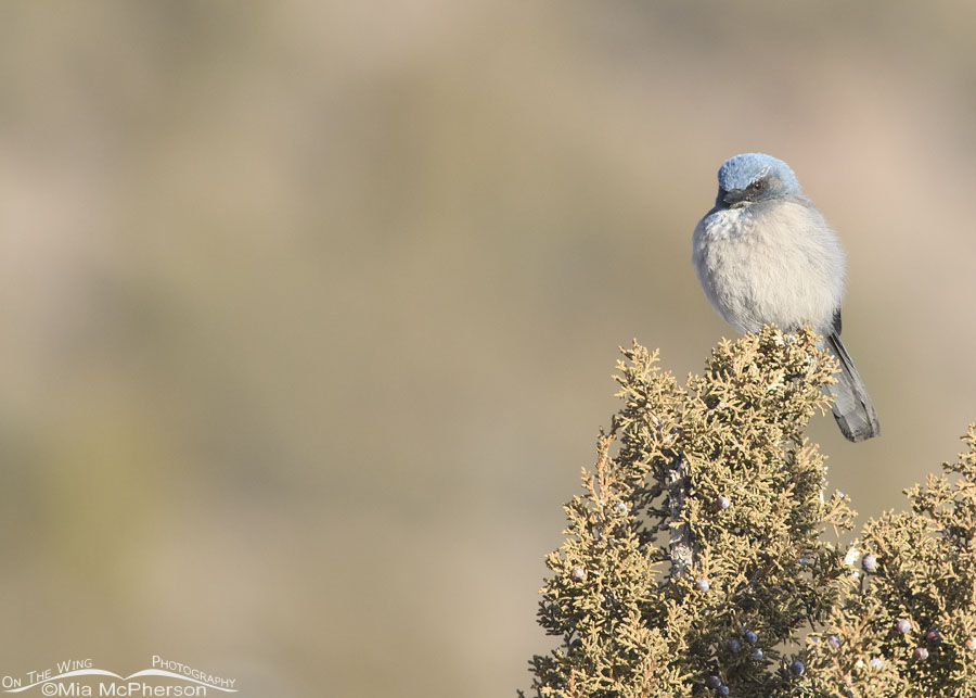 Woodhouse's Scrub-Jay with mountains in the background, West Desert, Tooele County, Utah